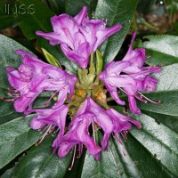 Rhododendron